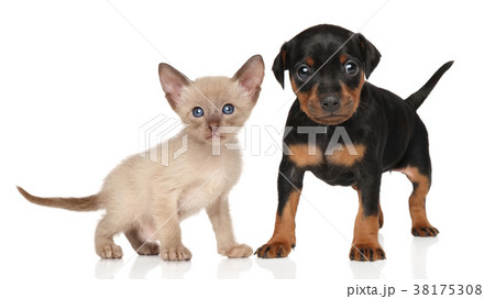 Kitten and puppy 38175308