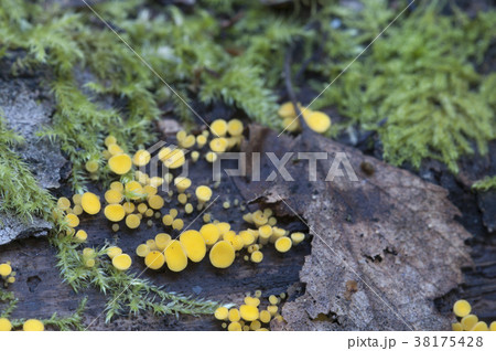 Bisporella citrina [Calycella citrina] 38175428