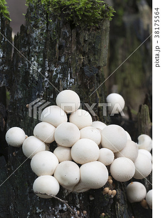 Puffball mushrooms on a stump 38175564
