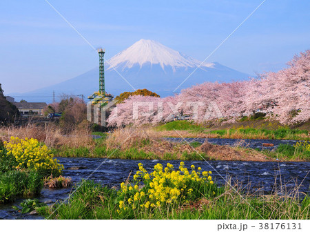 菜の花と桜と富士山-2091 菜の花と桜と富士山-2091 38176131