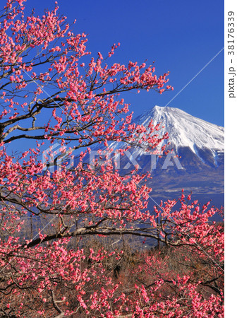紅梅と富士山-2011 38176339
