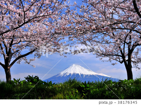 桜と富士山-2015 38176345
