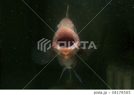 マハタ正面大口顔 マハタ正面大口顔 38176565