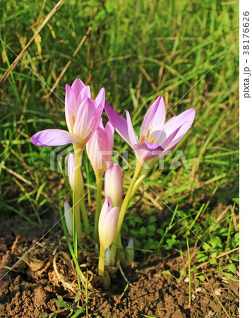flowers of colchicum autumnale flowers of colchicum autumnale 38176626