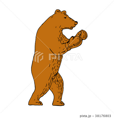 Brown Bear Boxing Stance Drawing Brown Bear Boxing Stance Drawing 38176803