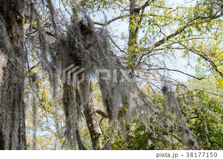 サウスキャロライナ州チャールストン サウスキャロライナ州チャールストン 38177150