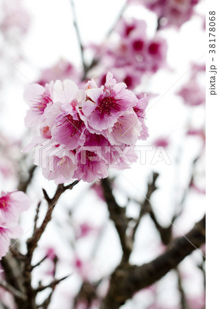 寒緋桜 38178068
