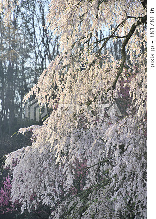 春爛漫 春爛漫 38178136