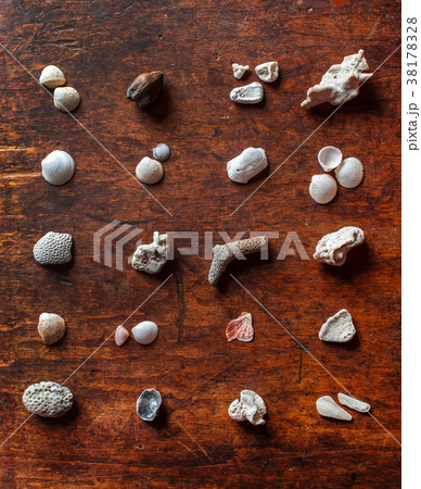 shell collection shell collection 38178328