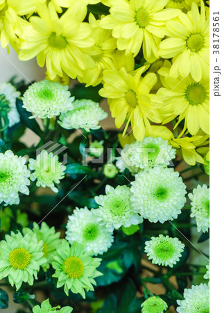 chrysanthemum flowers closeup chrysanthemum flowers closeup 38178561