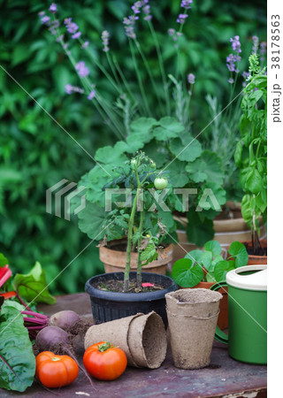 summer garden summer garden 38178563