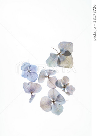 floral composition 38178726