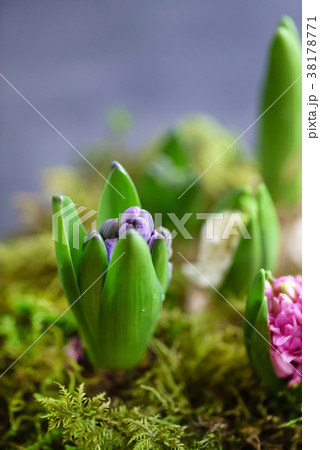 young multicolored hyacinth 38178771