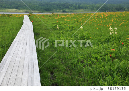 初夏の裏磐梯雄国沼 38179136