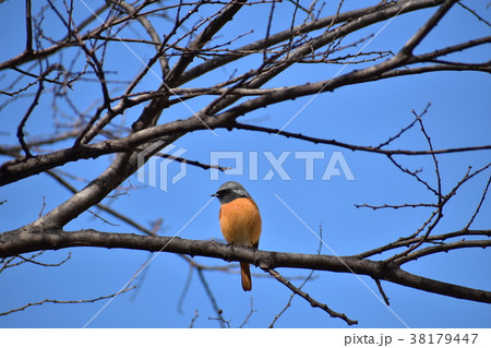 ジョウビタキ 38179447
