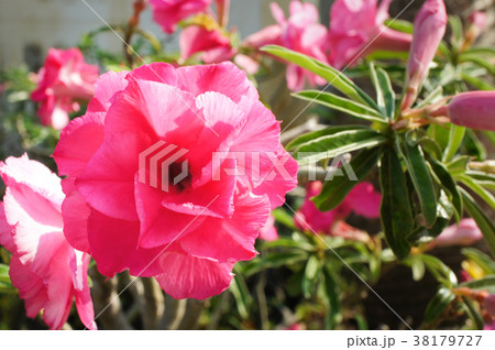 Desert rose flower in garden.  38179727