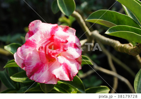 Desert rose flower in garden.  38179728