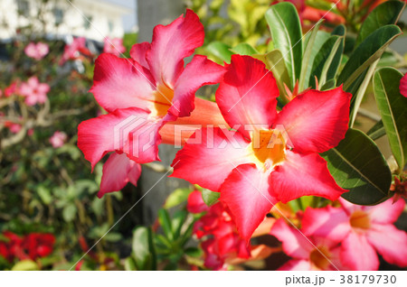Desert rose flower in garden. Desert rose flower in garden. 38179730