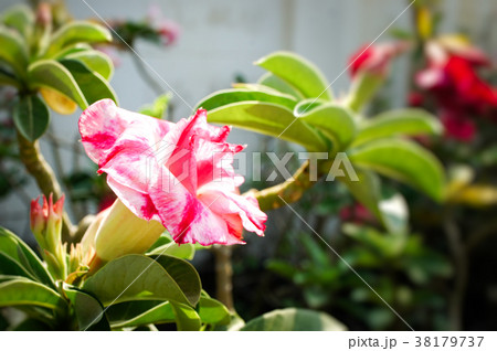 Desert rose flower in garden. Desert rose flower in garden. 38179737