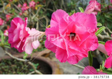 Desert rose flower in garden. Desert rose flower in garden. 38179738