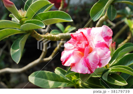 Desert rose flower in garden. Desert rose flower in garden. 38179739