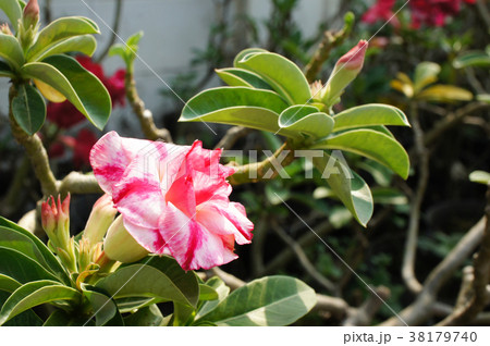 Desert rose flower in garden.  38179740
