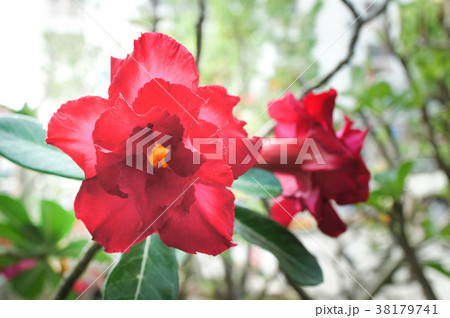 Desert rose flower in garden. Desert rose flower in garden. 38179741