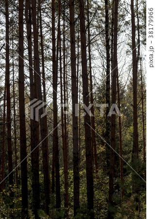 dark forest dark forest 38179966