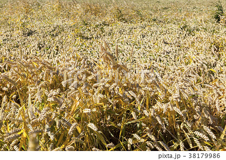 field with rye 38179986