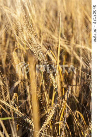 ears of barley 38180040