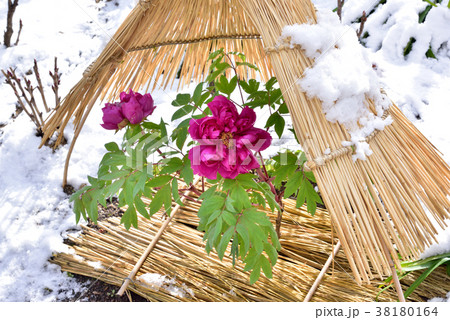 冬ぼたん咲く　寒牡丹　大寒イメージ　立春イメージ　 38180164