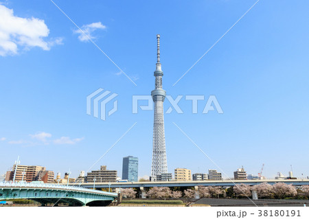 墨田公園の桜と東京スカイツリー　春 38180191