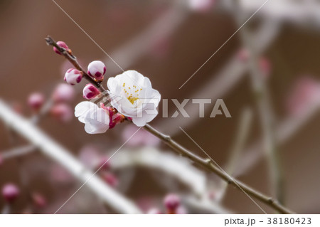 梅の花 38180423
