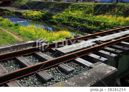菜の花と線路 菜の花と線路 38181254