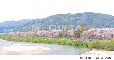 背割堤の満開の桜並木 38181286