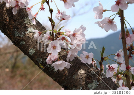桜 38181506
