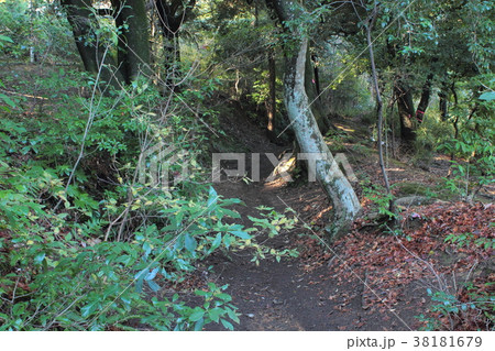京都 船岡山城 堀跡 京都 船岡山城 堀跡 38181679