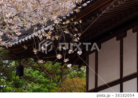 桜と寺 38182054