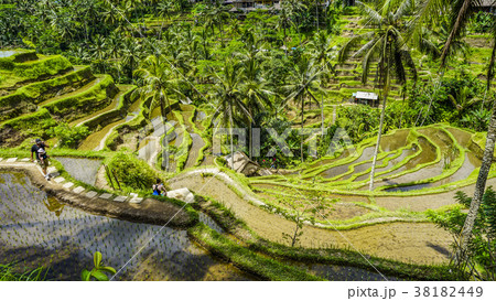 バリ島のウブドにあるテガラランのライステラス風景 38182449