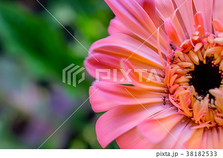 gerbera daisy close up macro texture. gerbera daisy close up macro texture. 38182533