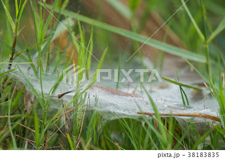 small dew on cobweb in the wet field. small dew on cobweb in the wet field. 38183835