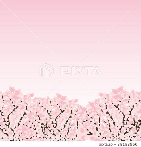 桜の木 背景素材のイラスト素材 38183960 Pixta