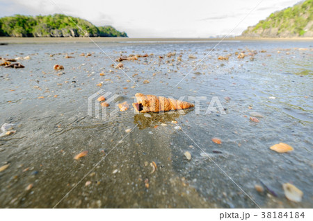 Shells that appear after dropping the sea. 38184184
