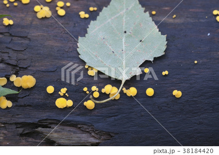 Bisporella citrina [Calycella citrina] 38184420