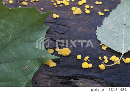 Bisporella citrina [Calycella citrina] 38184421