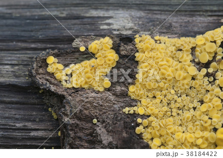 Bisporella citrina [Calycella citrina] 38184422