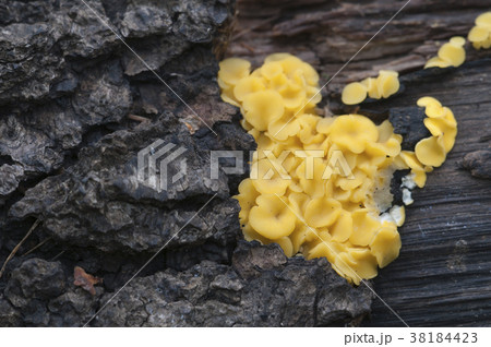 Bisporella citrina [Calycella citrina] 38184423