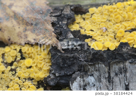 Bisporella citrina [Calycella citrina] 38184424