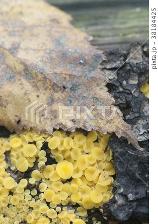 Bisporella citrina [Calycella citrina] 38184425
