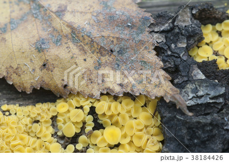 Bisporella citrina [Calycella citrina] 38184426